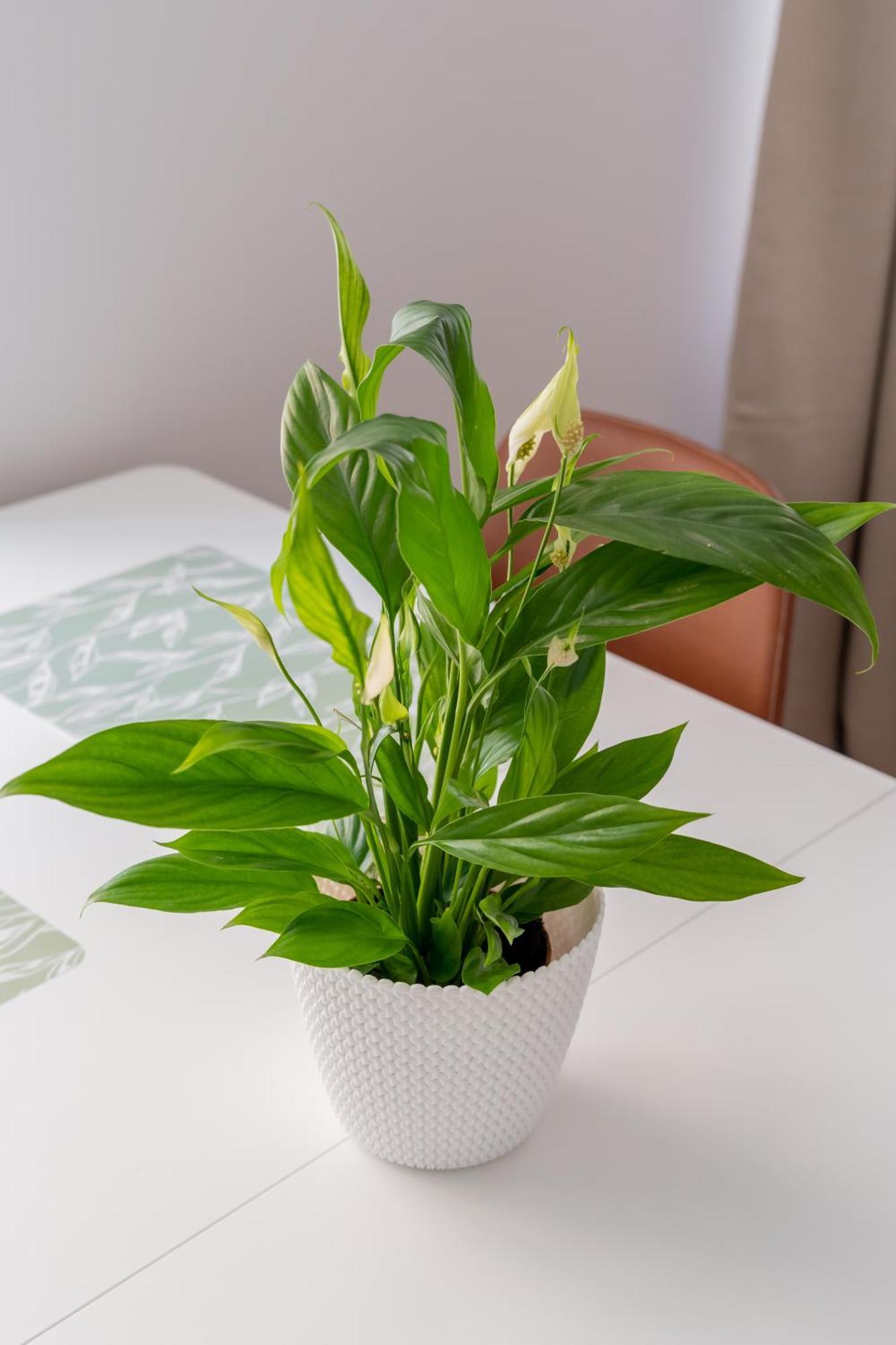 Spacious 1-Bedroom Apartment In The Heart Of Old Town Riga Eksteriør billede